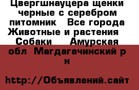 Цвергшнауцера щенки черные с серебром питомник - Все города Животные и растения » Собаки   . Амурская обл.,Магдагачинский р-н